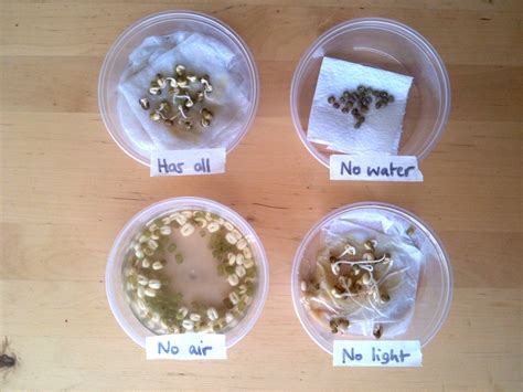 How do you test seeds?