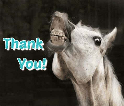 How do you thank a horse?