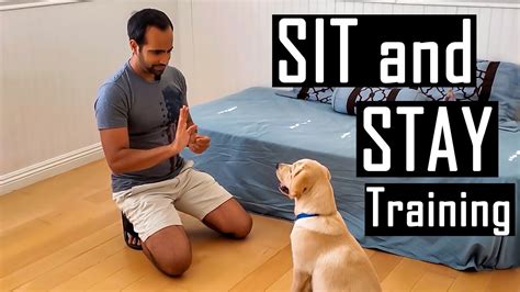 How do you train a calm puppy?