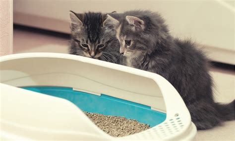 How do you train a cat to go outside the litter box?