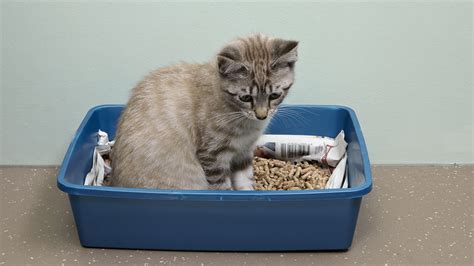 How do you train a cat to use a litter box?