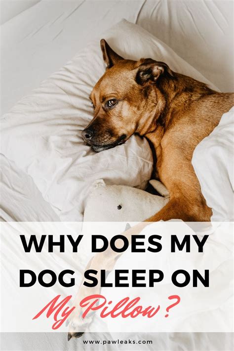 How do you train a dog to stop sleeping in your bed?