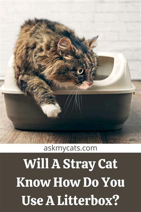 How do you train a stray cat to use a litter box?