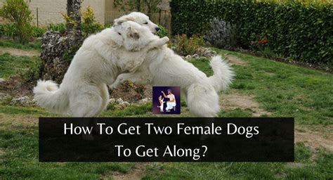 How do you train two female dogs to get along?