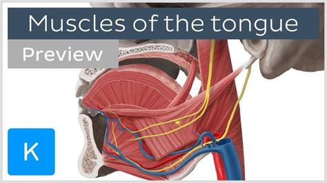 How do you train your tongue muscles?