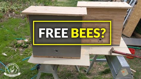 How do you trap a swarm of bees?