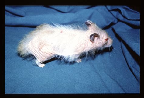 How do you treat Demodicosis in hamsters?