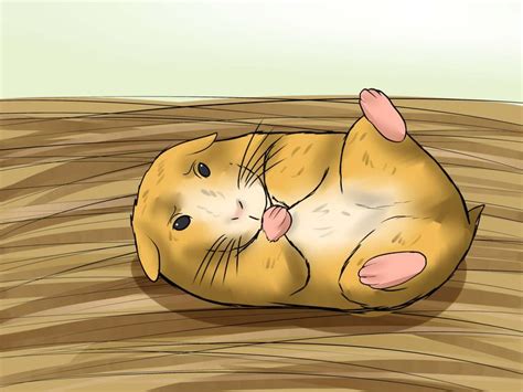 How do you treat a bacterial infection in a hamster?