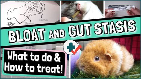 How do you treat a bloated guinea pig at home?