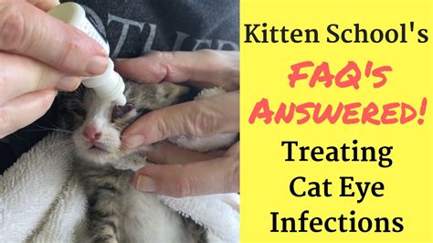 How do you treat a bulging eye in a cat?