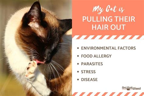 How do you treat a cat that pulls hair?