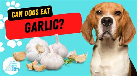How do you treat a dog that eats garlic?