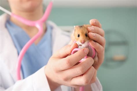 How do you treat a hamster skin infection?