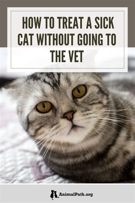How do you treat a sick cat without going to the vet?
