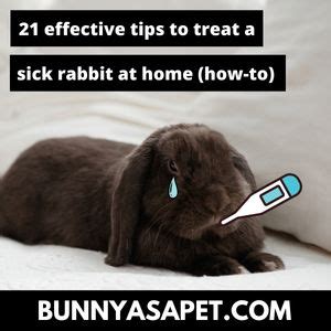 How do you treat a sick rabbit?