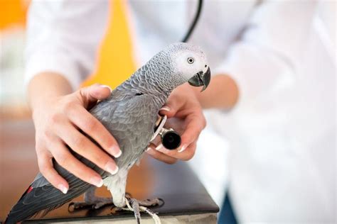 How do you treat a traumatized parrot?