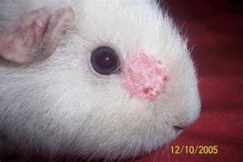 How do you treat an infected hamster skin?