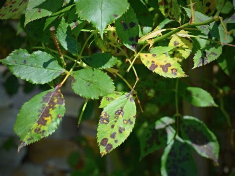 How do you treat fungal leaf spots?