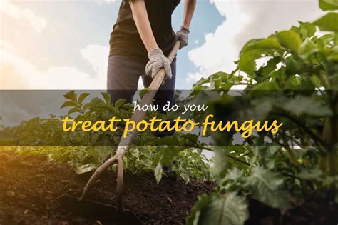 How do you treat fungus on potatoes?