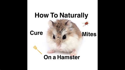 How do you treat hamster mites and fleas?
