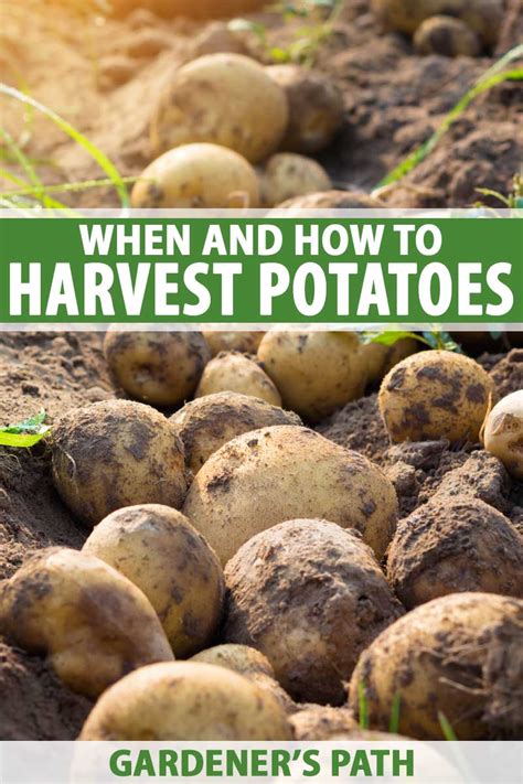How do you treat homegrown potatoes?