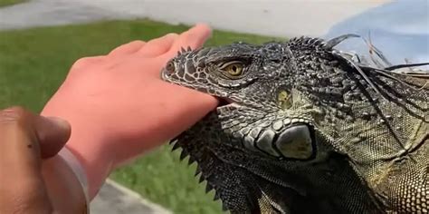 How do you treat iguana bites?