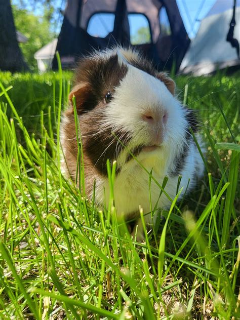 How do you treat impaction in guinea pigs?