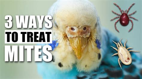 How do you treat mites in caged birds?