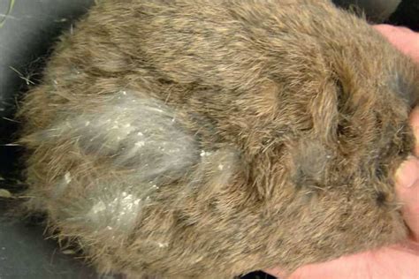 How do you treat rabbit fur mites?