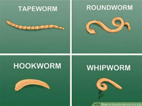 How do you treat red worms?