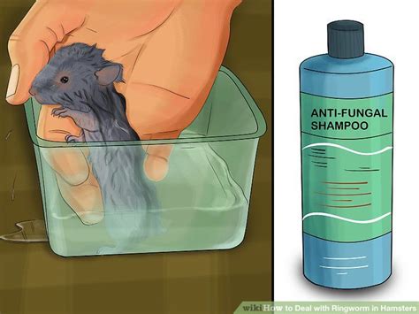 How do you treat ringworm in hamsters?