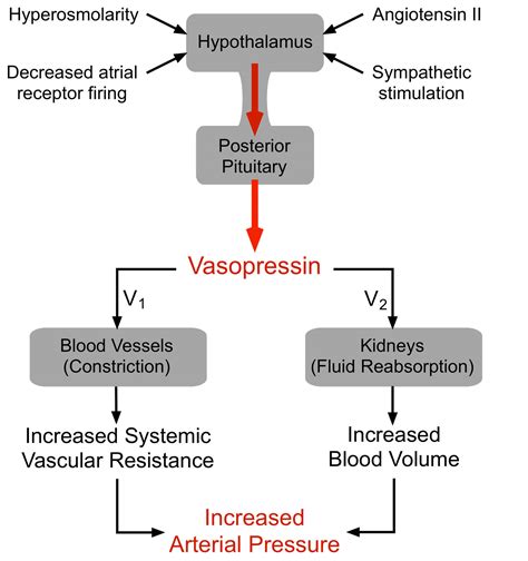 How do you trigger a man's dopamine and vasopressin?