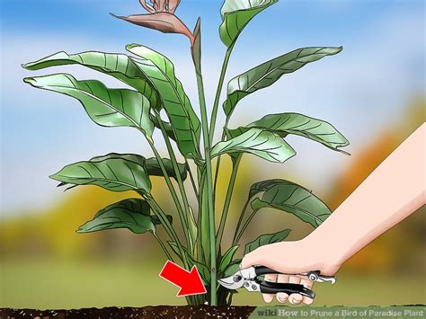 How do you trim a bird of paradise plant?