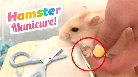 How do you trim hamster nails naturally?