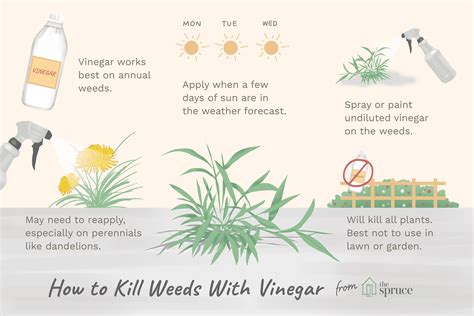 How do you use 30% vinegar on weeds?