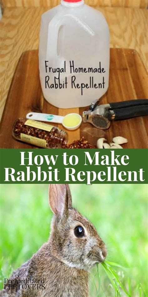 How do you use garlic powder to deter rabbits?