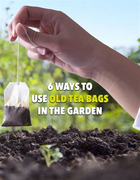 How do you use old tea bags in the garden?