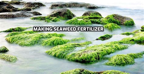How do you use seaweed as a liquid fertilizer?