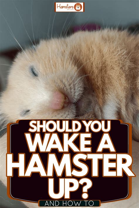 How do you wake up a hamster without scaring it?