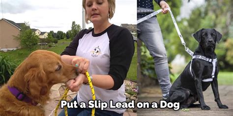 How do you walk a dog with a slip lead?