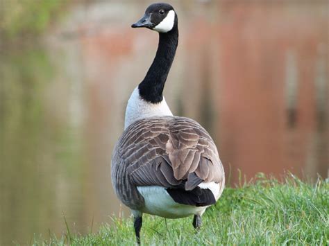 How do you walk like a goose?