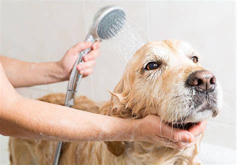 How do you wash a dog's face?