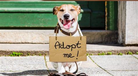 How do you wish someone a happy adoption?