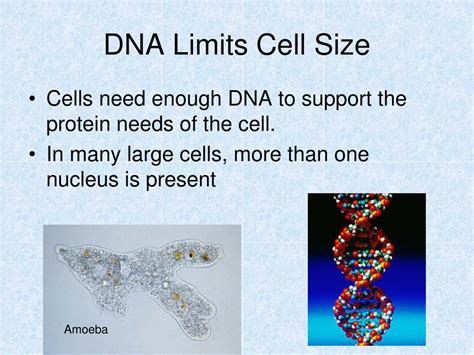 How does DNA limit cell size?