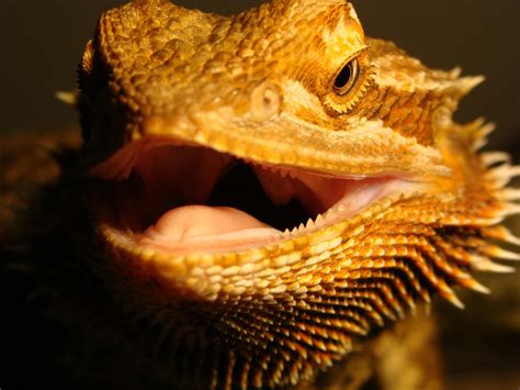 How does a bearded dragon smile?