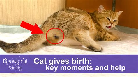 How does a cat act before giving birth?