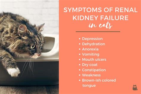 How does a cat feel with kidney failure?