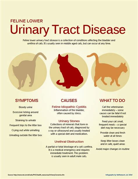 How does a cat get a UTI?