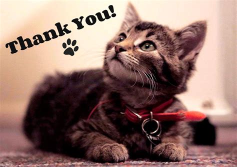 How does a cat say thank you?