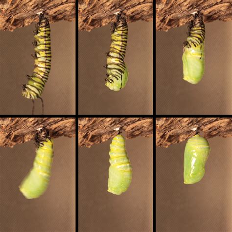 How does a caterpillar spin a chrysalis?